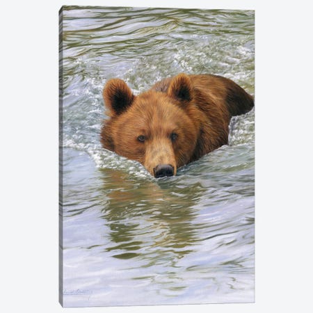 Brown Bear In Water Canvas Print #STG264} by David Stribbling Canvas Wall Art