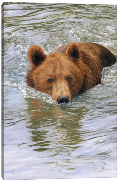 Brown Bear In Water Canvas Art Print - David Stribbling