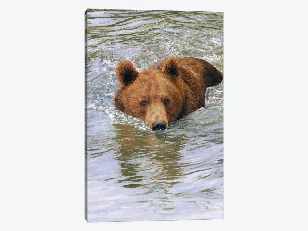 Brown Bear In Water by David Stribbling 1-piece Canvas Artwork