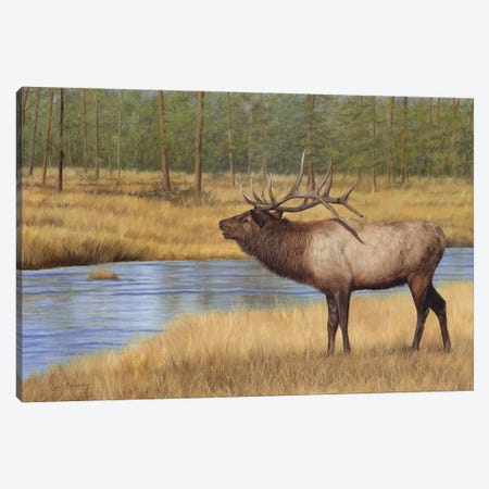 Bull Elk By River Canvas Print #STG265} by David Stribbling Canvas Art