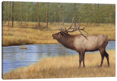 Bull Elk By River Canvas Art Print - David Stribbling