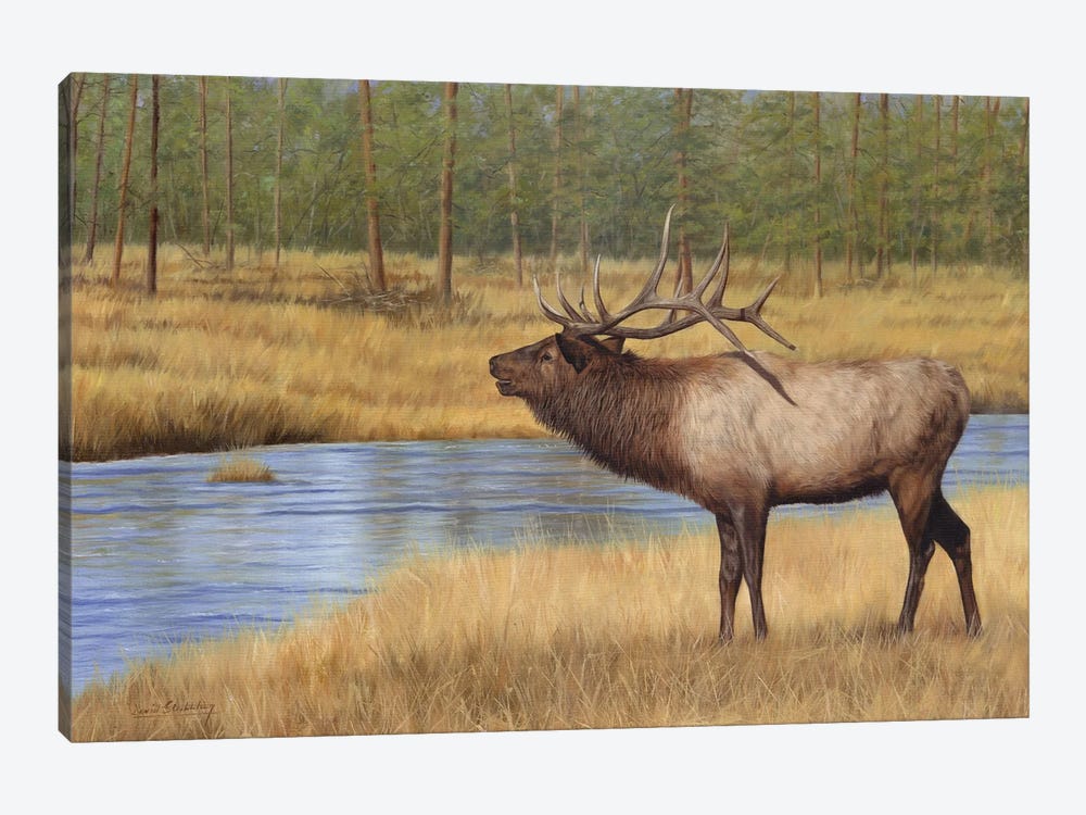 Bull Elk By River by David Stribbling 1-piece Canvas Print