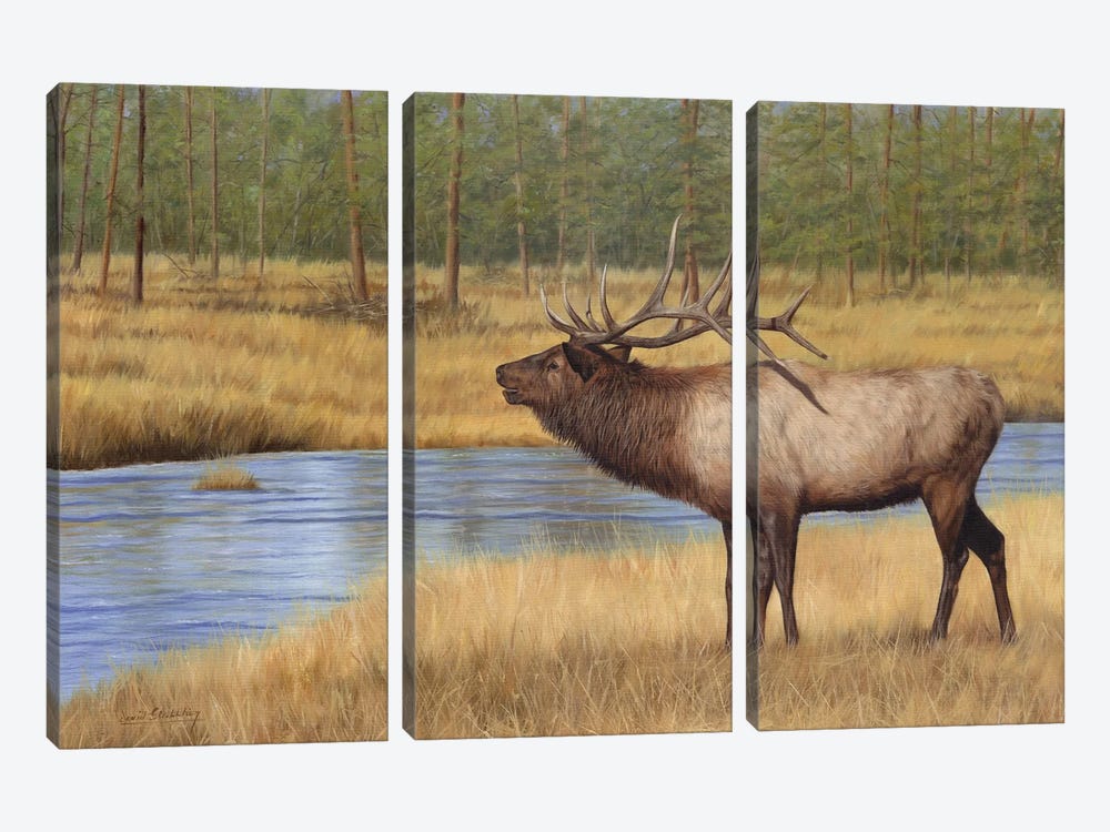 Bull Elk By River by David Stribbling 3-piece Canvas Print