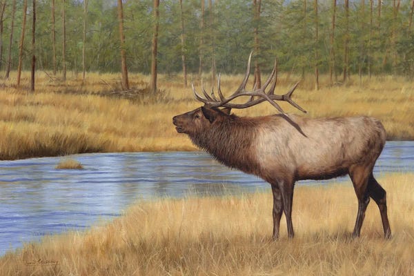 Elk: Bull Elk By River by David Stribbling