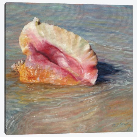 Conch Shell Canvas Print #STG266} by David Stribbling Canvas Wall Art