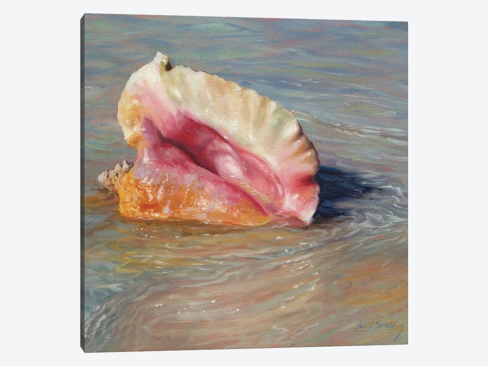 Conch Shell by David Stribbling 1-piece Canvas Wall Art