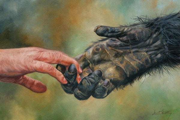 Gorillas: Hands of Friendship by David Stribbling