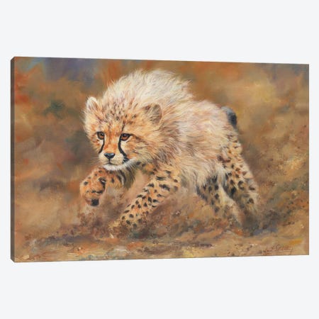 Cheetah Dust Canvas Print #STG26} by David Stribbling Canvas Art Print