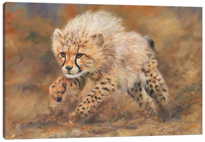 Cheetah Dust Canvas Art Print - David Stribbling