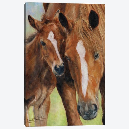 Mother and Foal Canvas Print #STG270} by David Stribbling Canvas Art