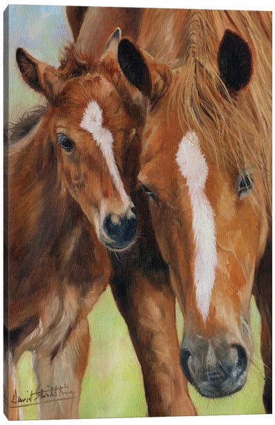 Mother and Foal Canvas Art Print - David Stribbling