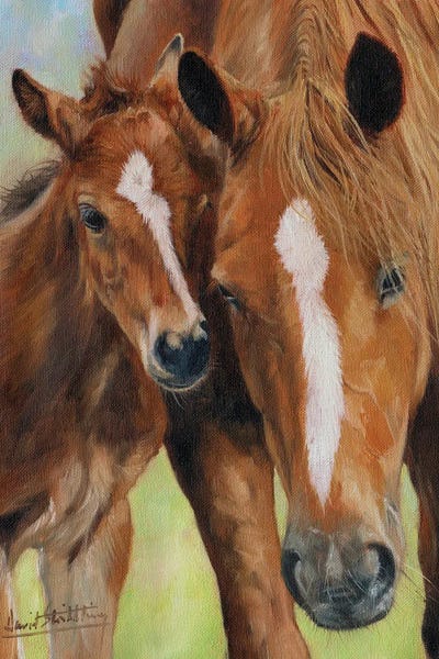 Baby Animals: Mother and Foal by David Stribbling