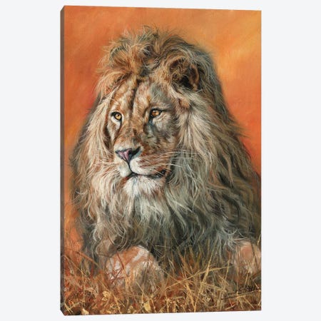 Majestic Lion Canvas Print #STG271} by David Stribbling Canvas Artwork