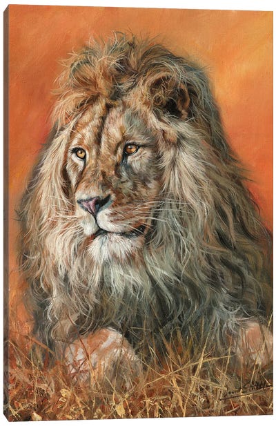 Majestic Lion Canvas Art Print - David Stribbling