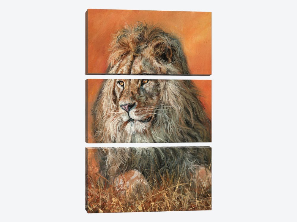 Majestic Lion by David Stribbling 3-piece Canvas Art