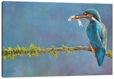 Catch Of The Day Canvas Art Print - Kingfisher Art