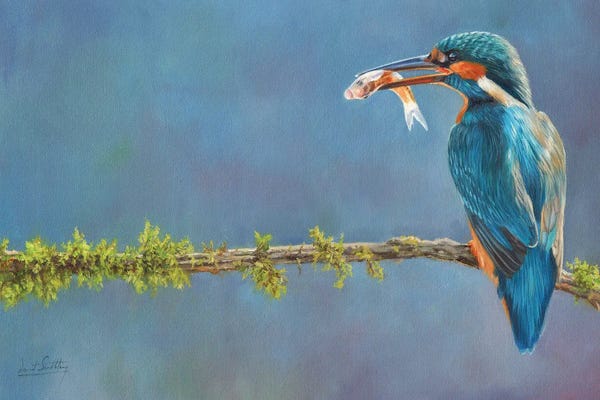 Kingfishers: Catch Of The Day by David Stribbling
