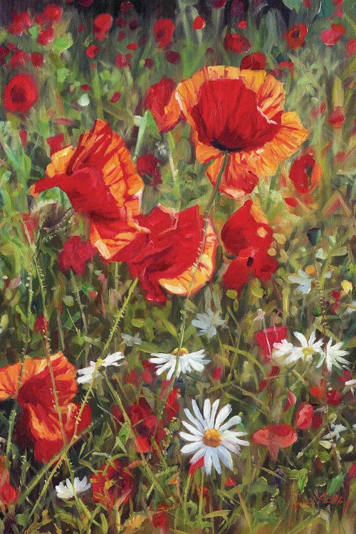 Poppies And Daisies