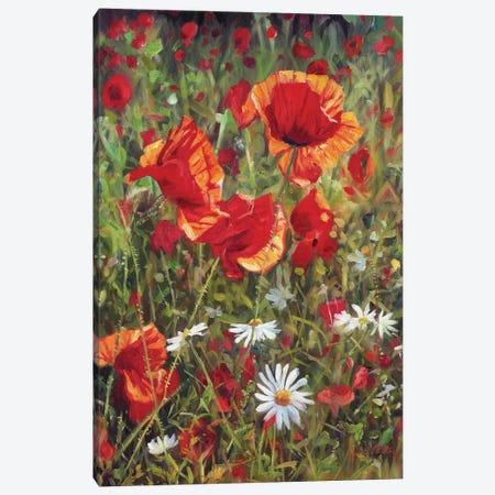Poppies And Daisies Canvas Print #STG276} by David Stribbling Canvas Print