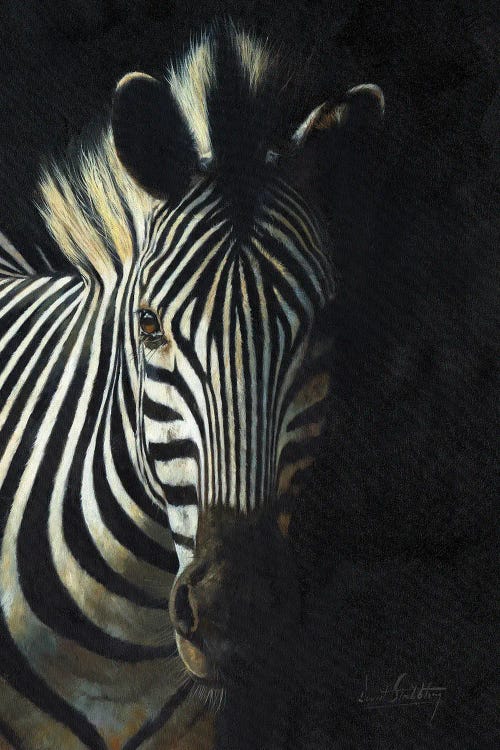 Zebra From The Shadows