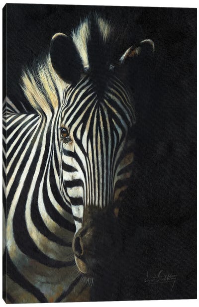 Zebra From The Shadows Canvas Art Print - David Stribbling