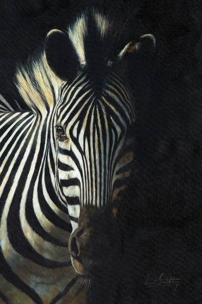 Zebras: Zebra From The Shadows by David Stribbling