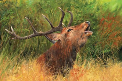 Call Of The Wild - Red Deer by David Stribbling art print