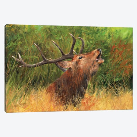 Call Of The Wild - Red Deer Canvas Print #STG278} by David Stribbling Canvas Artwork