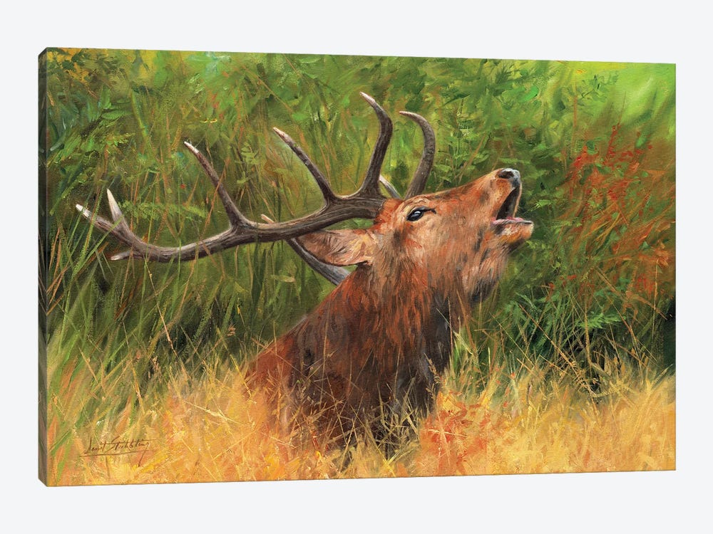 Call Of The Wild - Red Deer by David Stribbling 1-piece Canvas Print