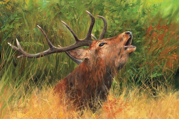 David Stribbling: Call Of The Wild - Red Deer by David Stribbling