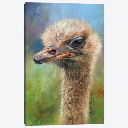 Ostrich Portrait Canvas Print #STG279} by David Stribbling Canvas Artwork