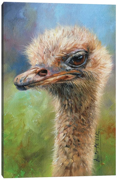 Ostrich Portrait Canvas Art Print - David Stribbling