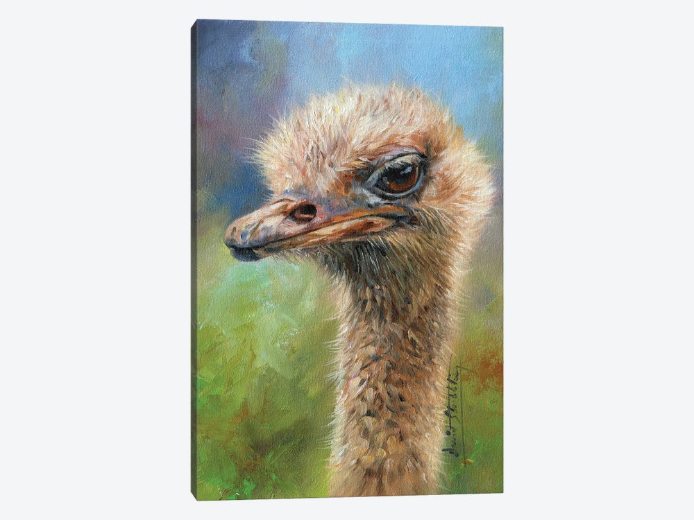 Ostrich Portrait by David Stribbling 1-piece Canvas Art