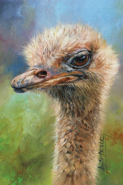 Ostriches: Ostrich Portrait by David Stribbling