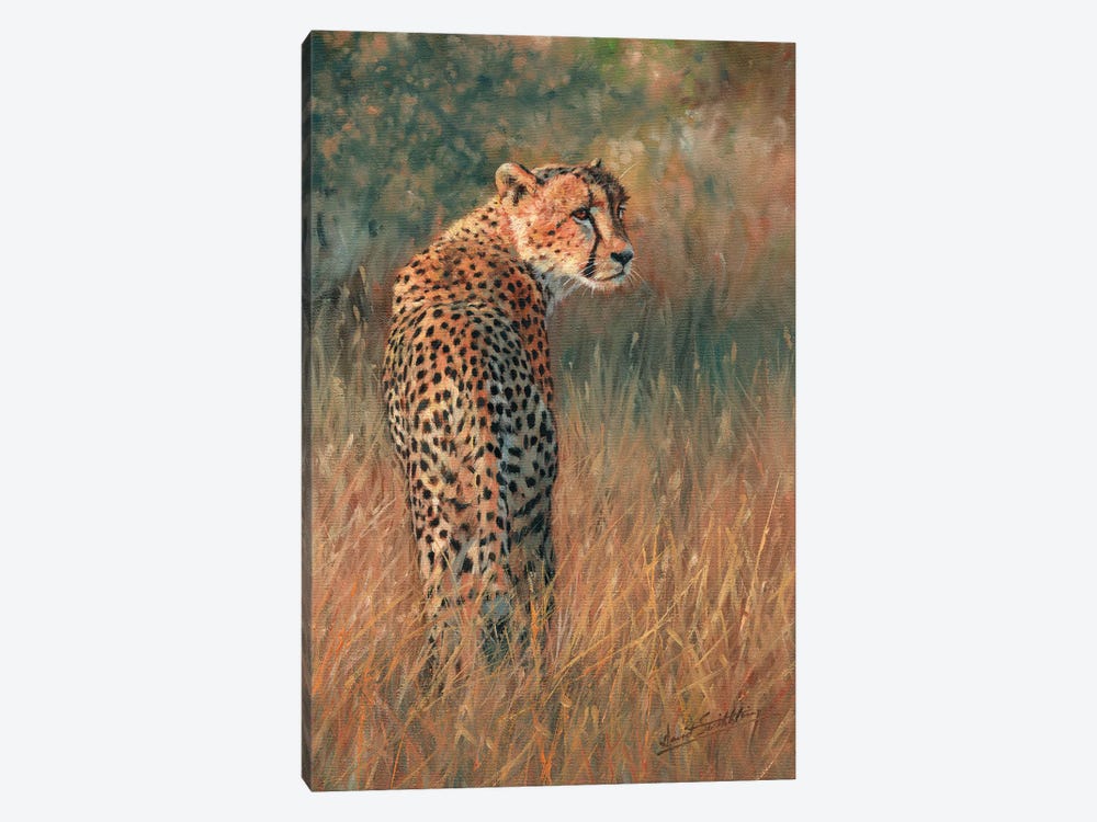 Cheetah Last Light by David Stribbling 1-piece Canvas Artwork