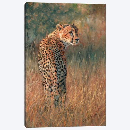 Cheetah Last Light Canvas Print #STG27} by David Stribbling Canvas Art Print