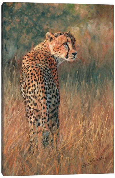 Cheetah Last Light Canvas Art Print - David Stribbling