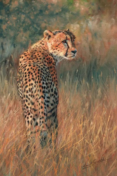 Cheetahs: Cheetah Last Light by David Stribbling