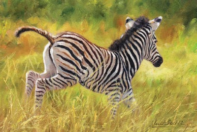 Zebra Foal Running by David Stribbling art print
