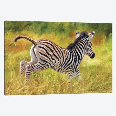 Zebra Foal Running Canvas Print #STG281} by David Stribbling Art Print