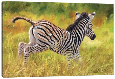Zebra Foal Running Canvas Art Print - David Stribbling