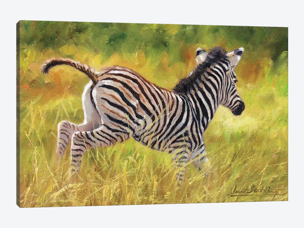 Zebra Foal Running by David Stribbling 1-piece Canvas Print