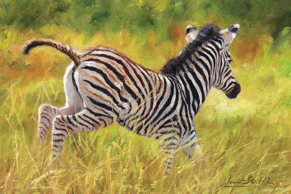 Zebras: Zebra Foal Running by David Stribbling