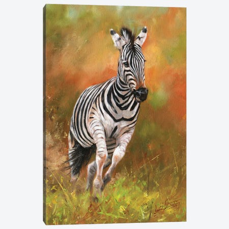 Zebra - Kicking Up Dust Canvas Print #STG282} by David Stribbling Canvas Print