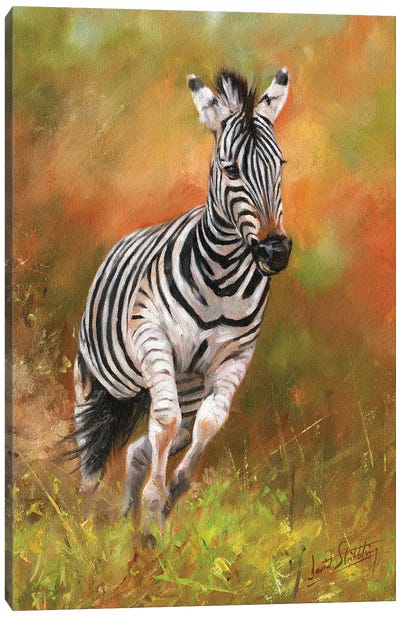 Zebra - Kicking Up Dust Canvas Art Print - Golden Hour Animals