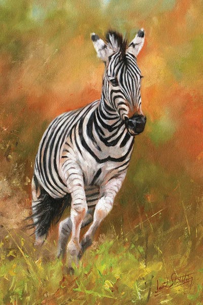 David Stribbling: Zebra - Kicking Up Dust by David Stribbling