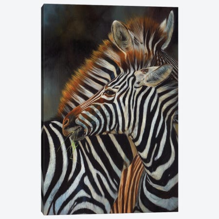 Pair Of Zebras Canvas Print #STG283} by David Stribbling Art Print