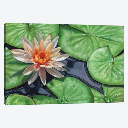 Water Lilies Canvas Print #STG284} by David Stribbling Canvas Wall Art