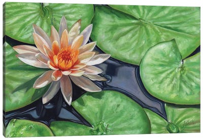 Water Lilies Canvas Art Print - David Stribbling