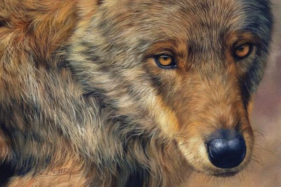 A Portrait Of A Wolf by David Stribbling art print